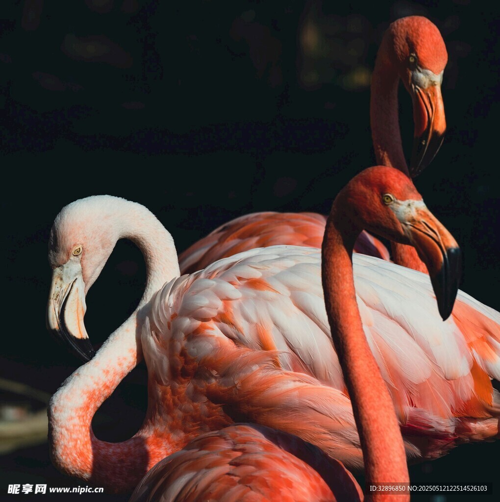 優雅火烈鳥群姿態各異