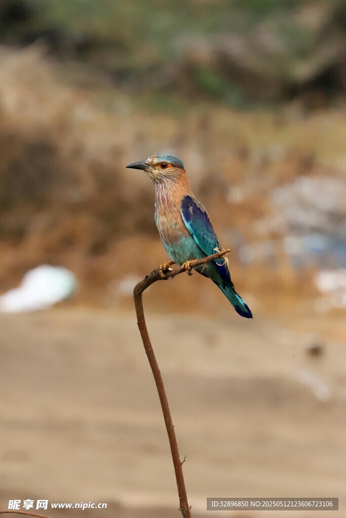 枝頭彩羽鳥