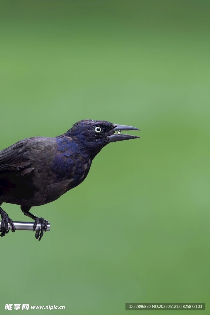 黑鳥(niǎo)棲枝張嘴似鳴叫