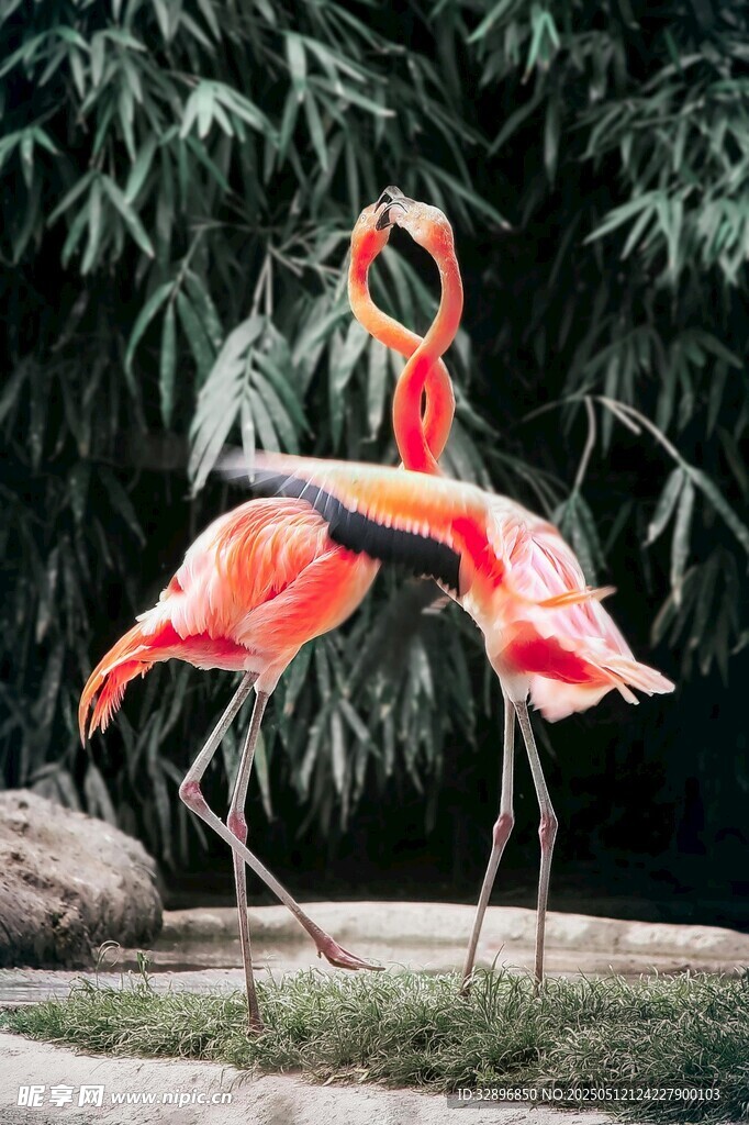 優(yōu)雅火烈鳥(niǎo)于綠植間起舞