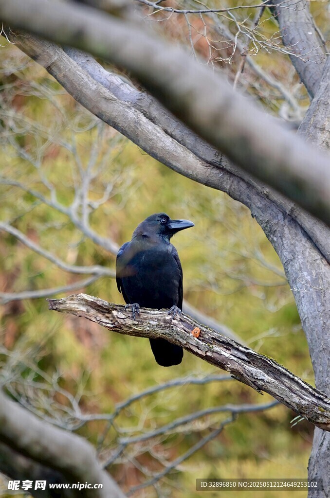 枝頭黑鳥
