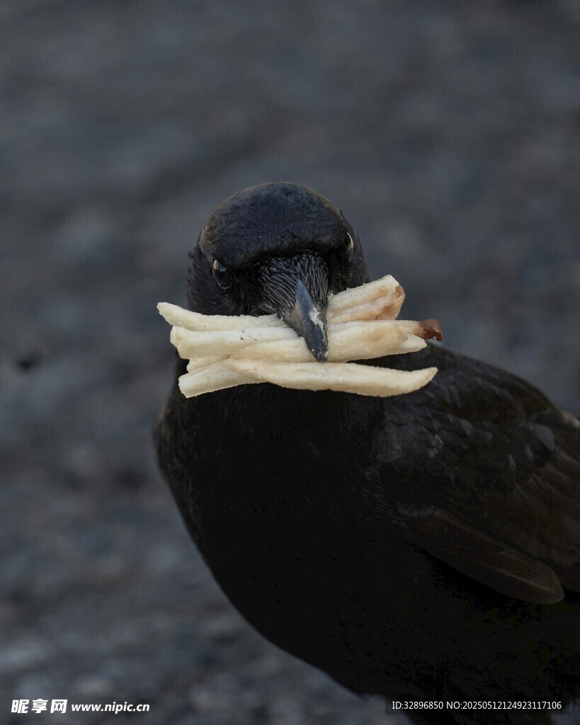 黑鳥銜骨特寫
