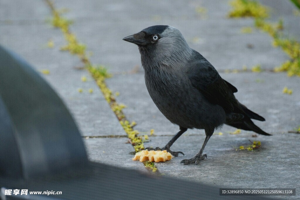 黑鳥立于地面持黃色物體