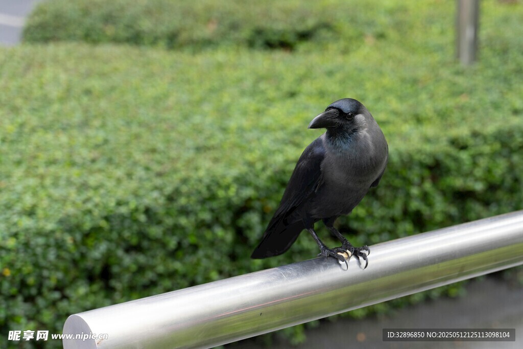 站在欄桿上的黑鳥