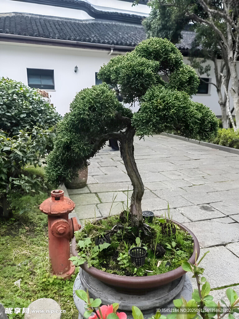 盆景