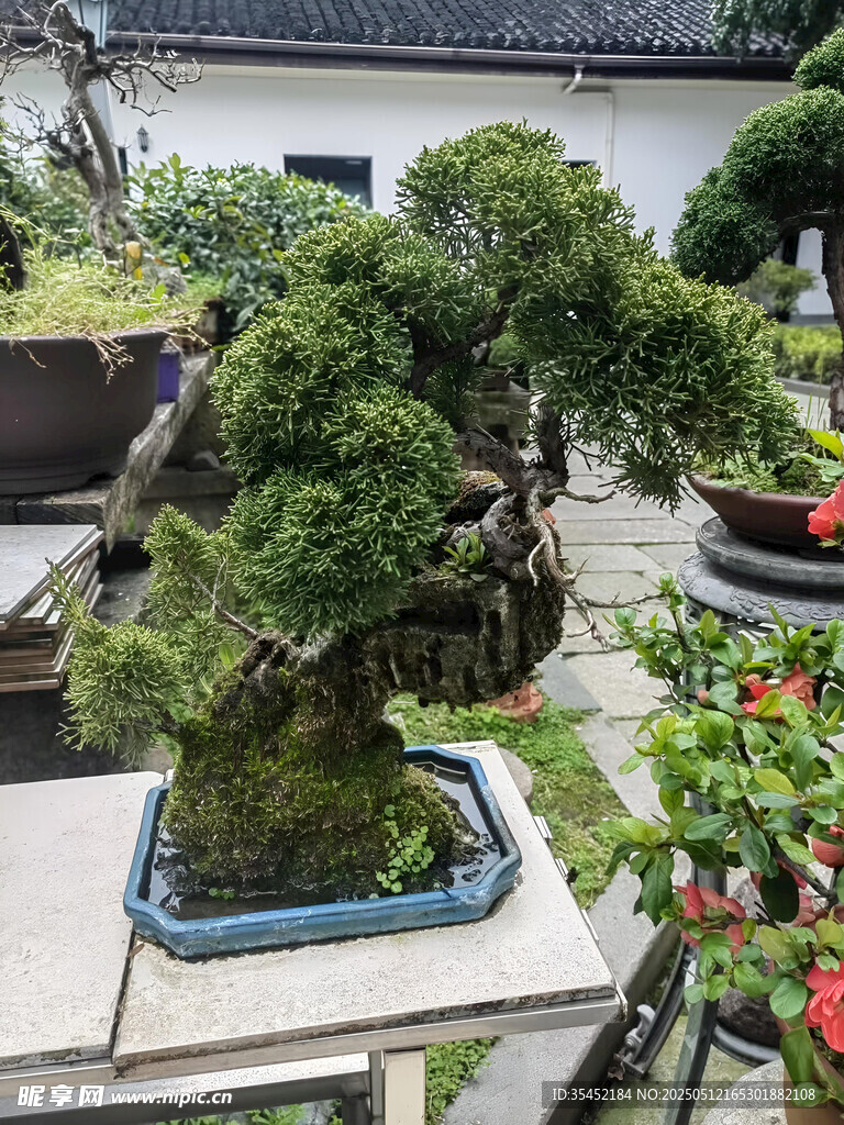 盆景