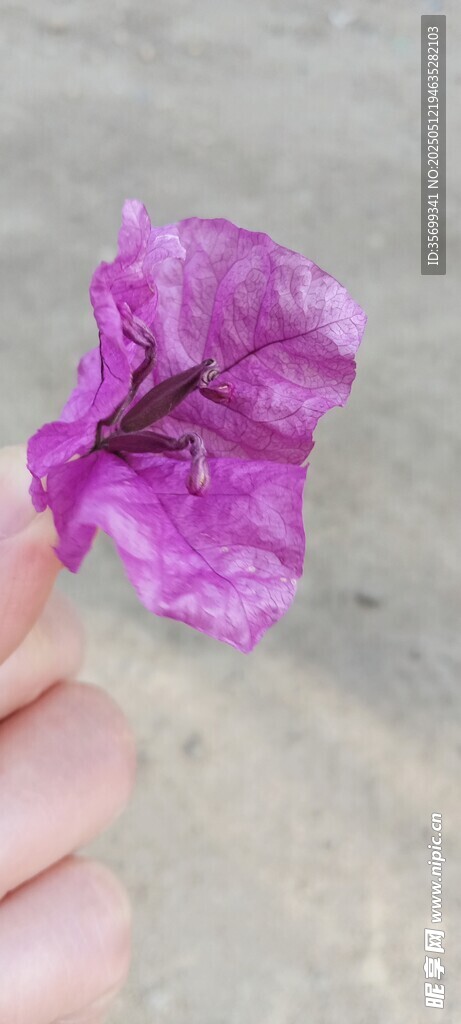 手托紫色喇叭狀花朵