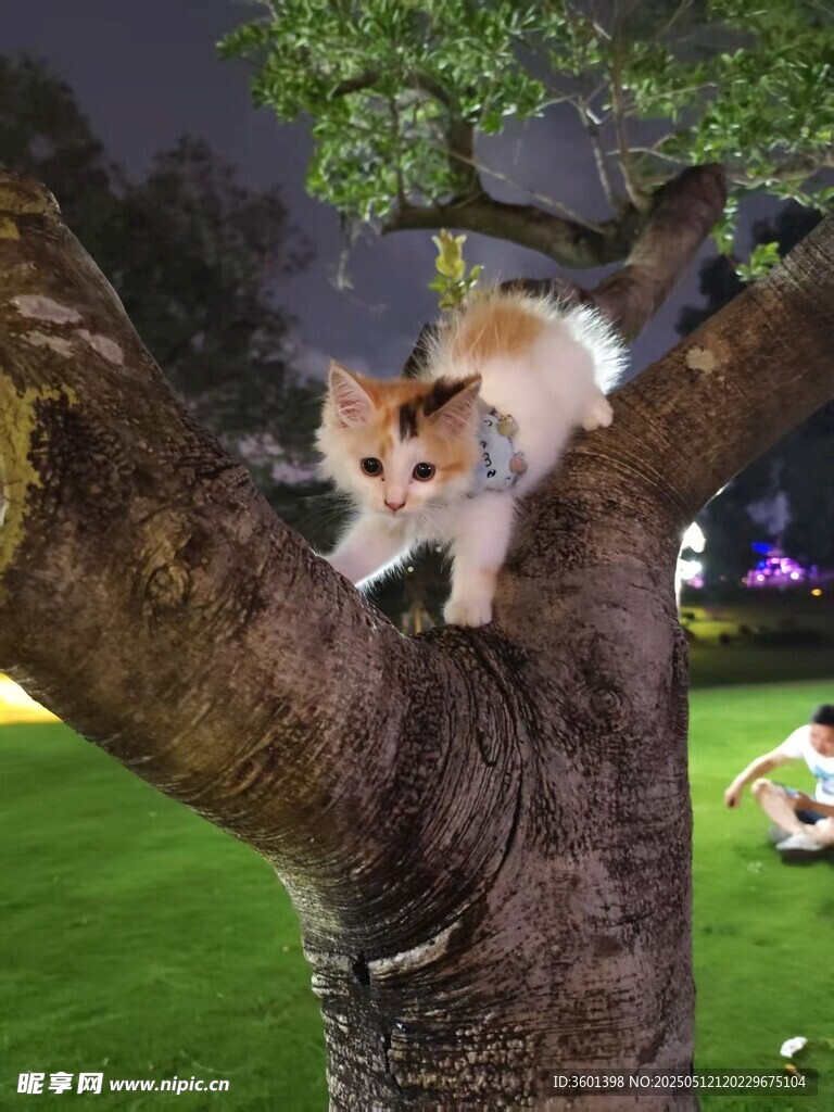 樹上萌貓