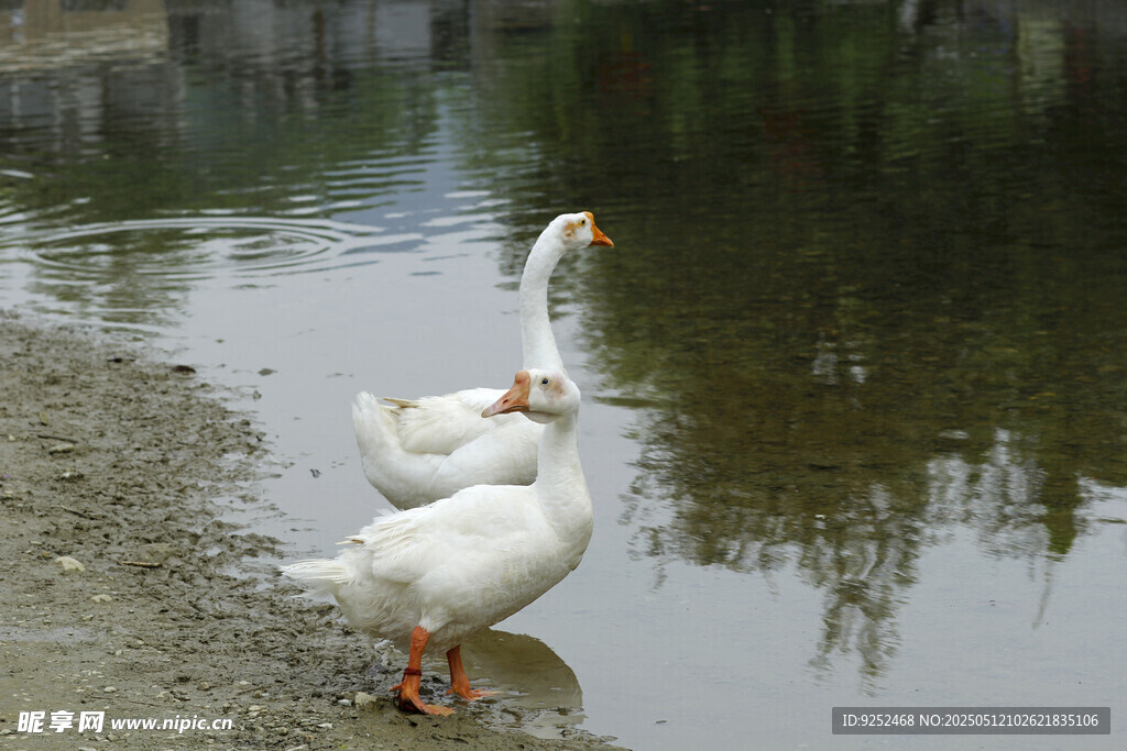 白鵝 
