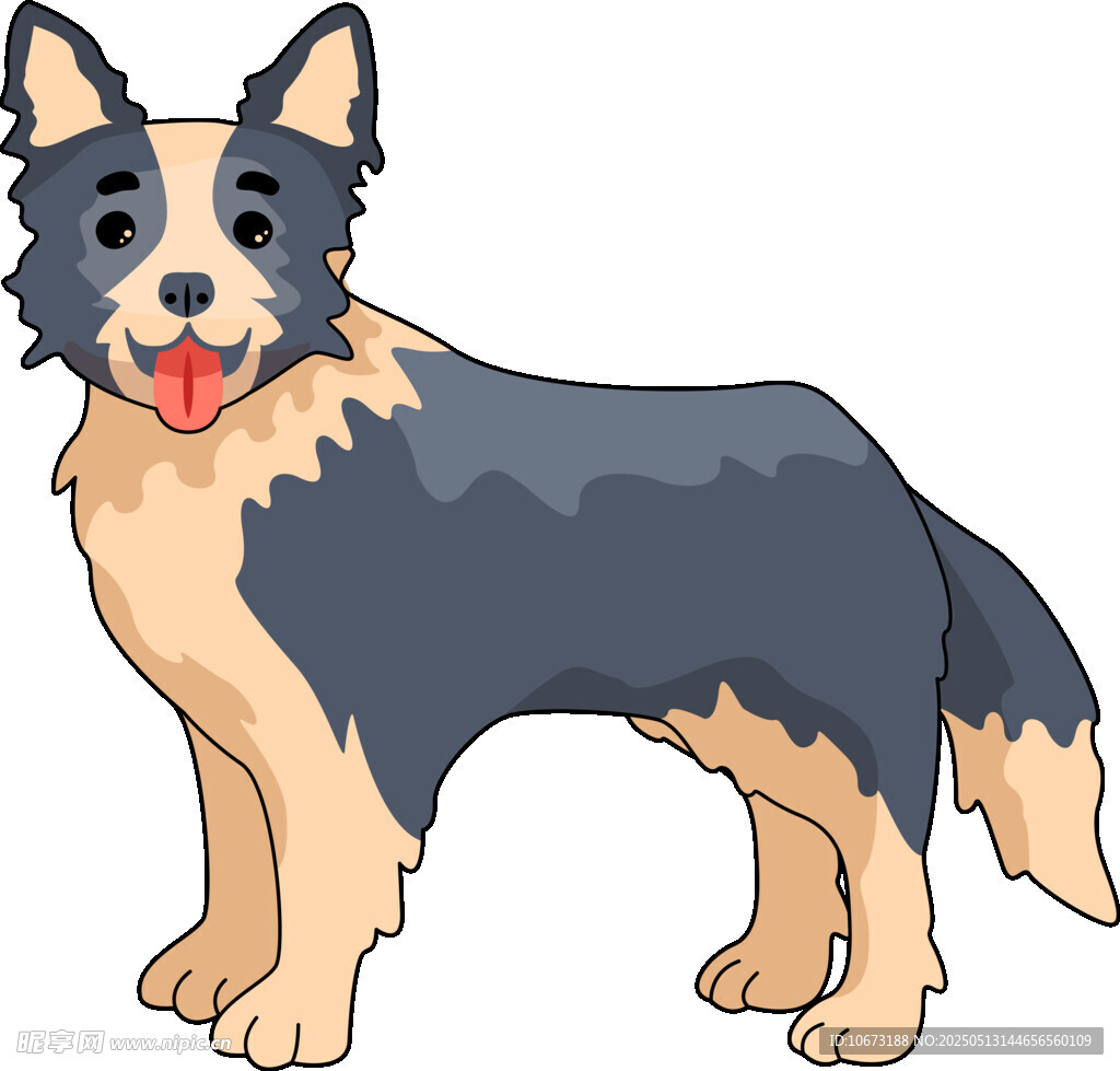 可愛站立三色牧羊犬