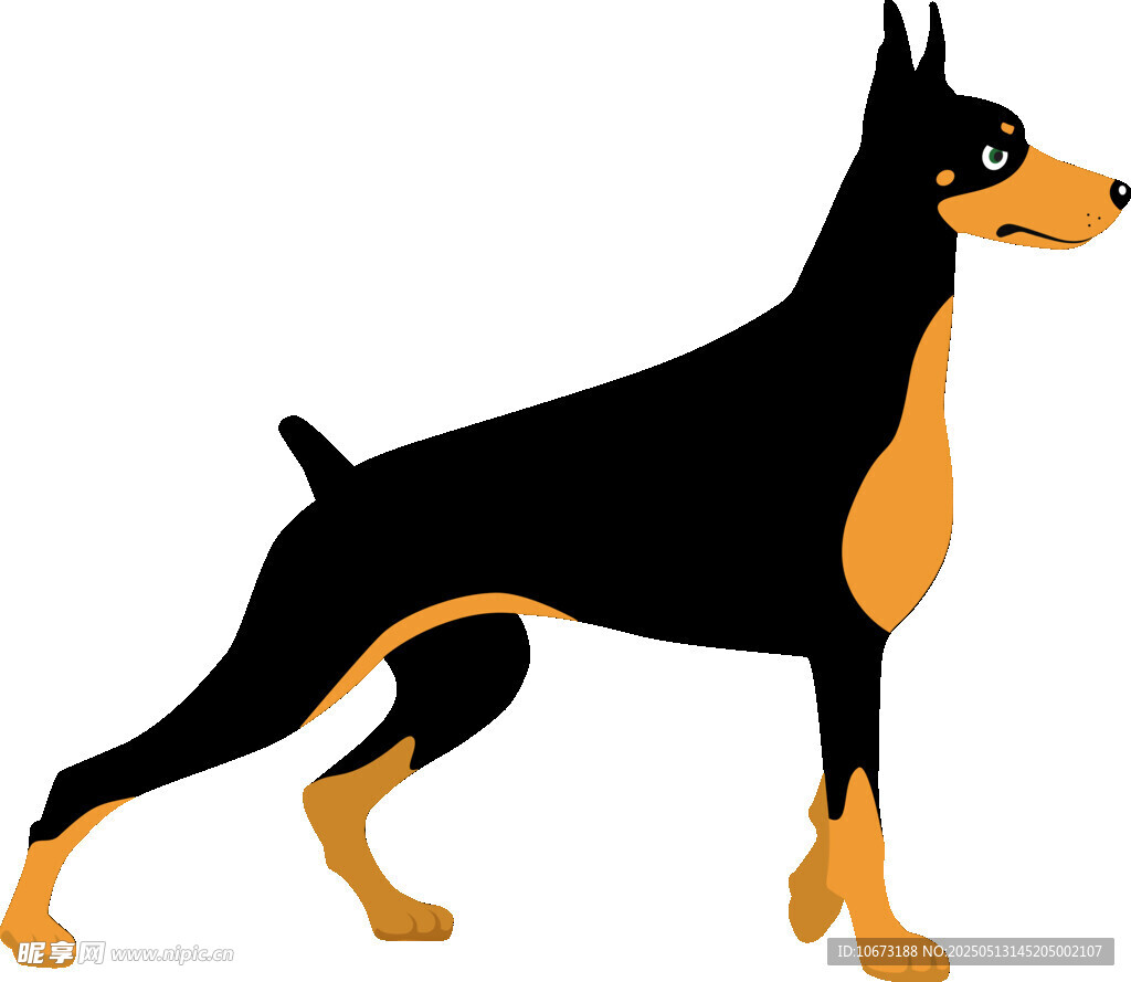 站立的杜賓犬插畫(huà)