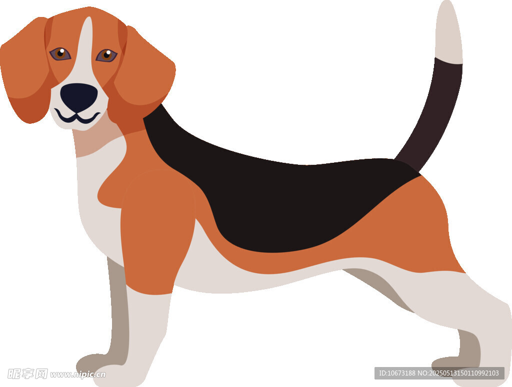 站立的三色小獵犬