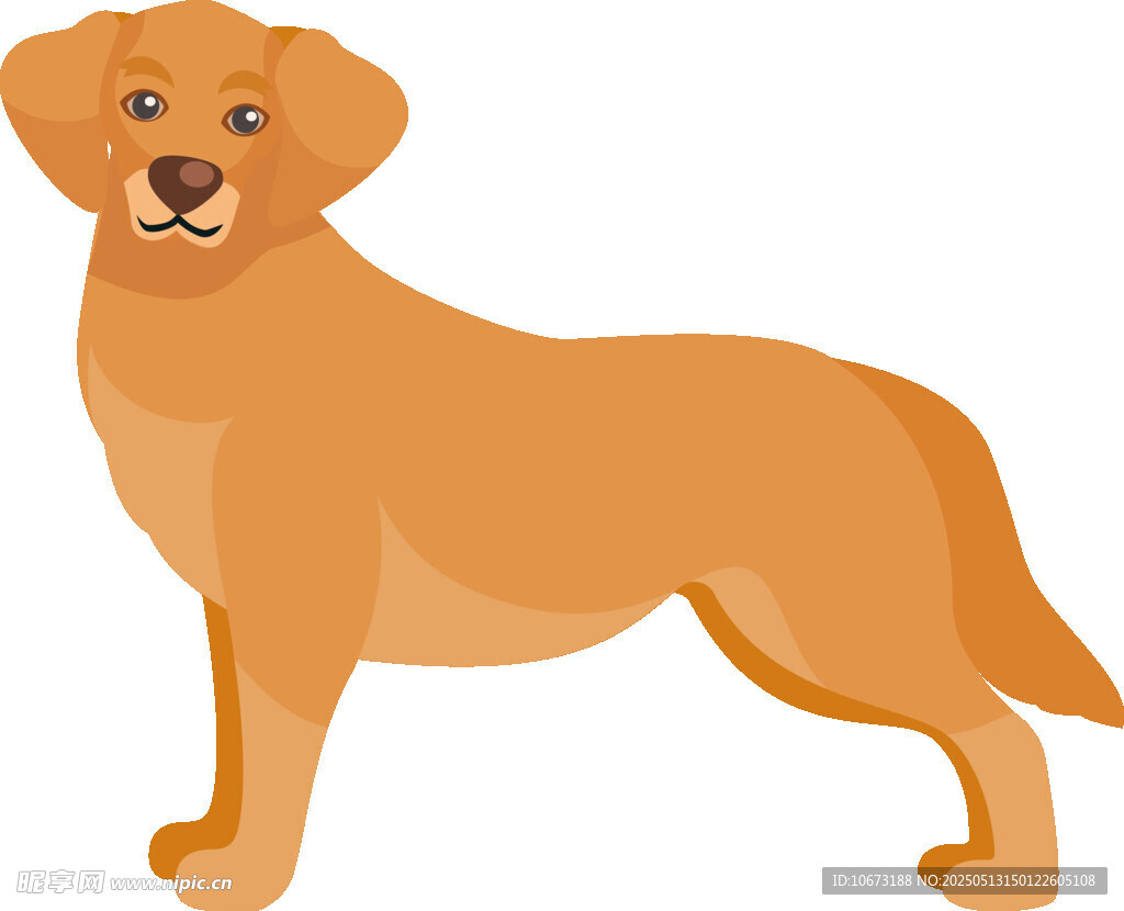 站立的可愛(ài)黃色拉布拉多犬