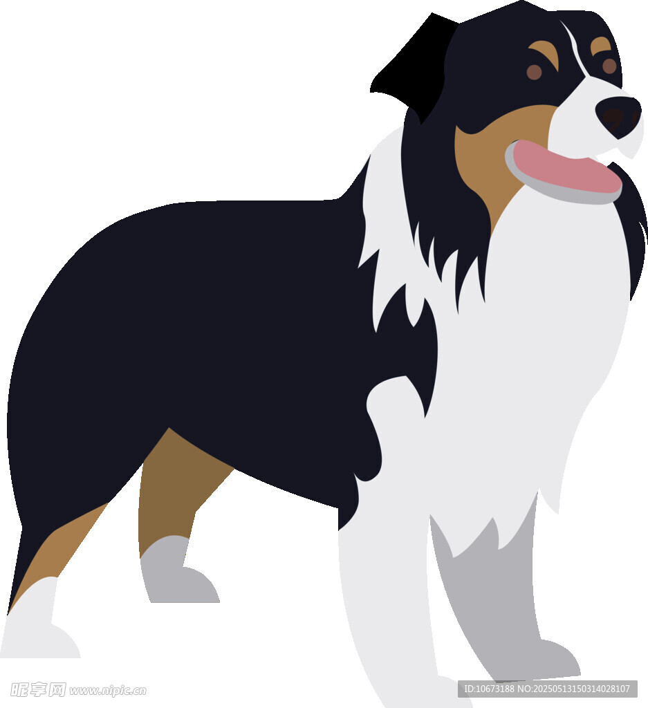 站立的三色澳大利亞牧羊犬