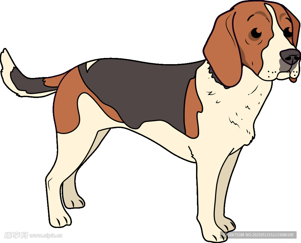 站立的三色獵犬插畫