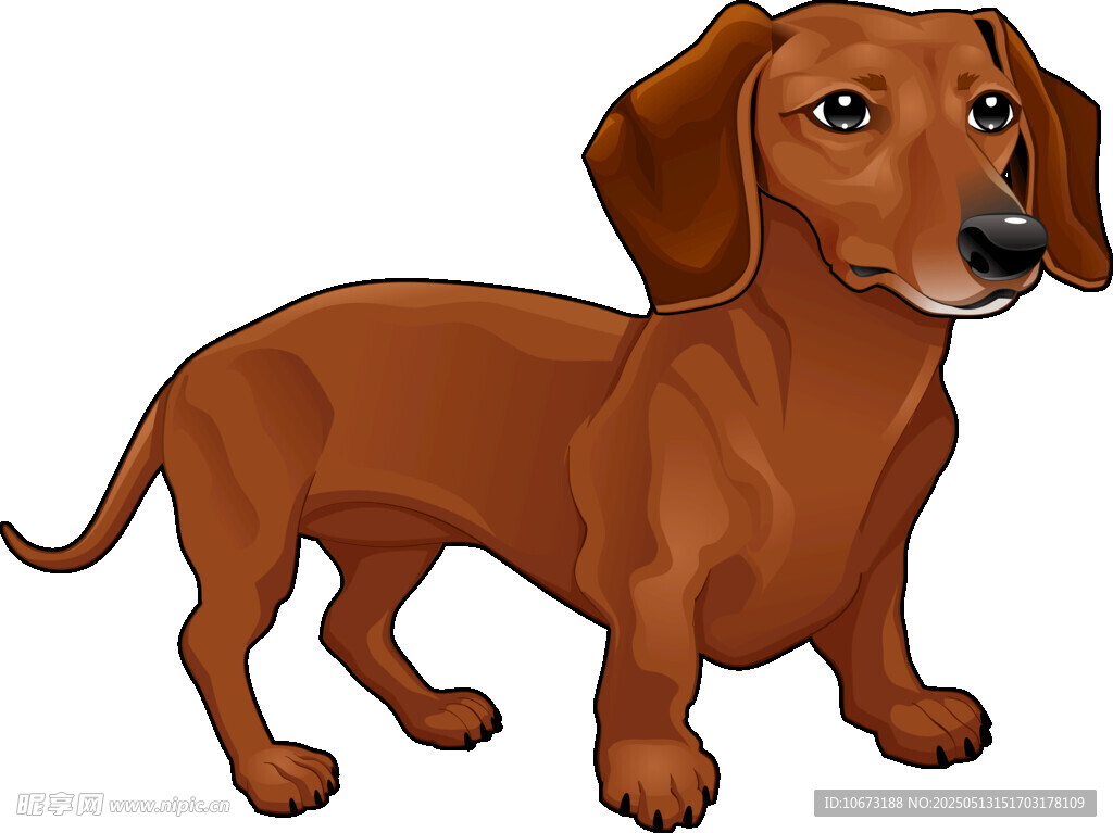 可愛棕色臘腸犬插畫