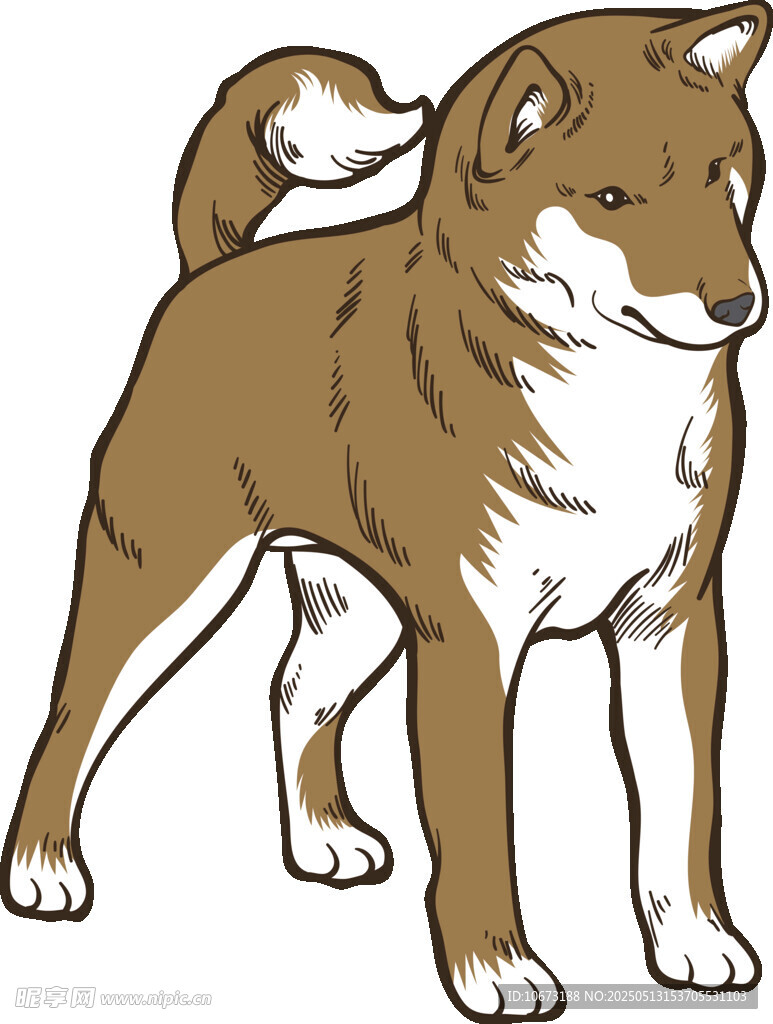 站立的柴犬插畫