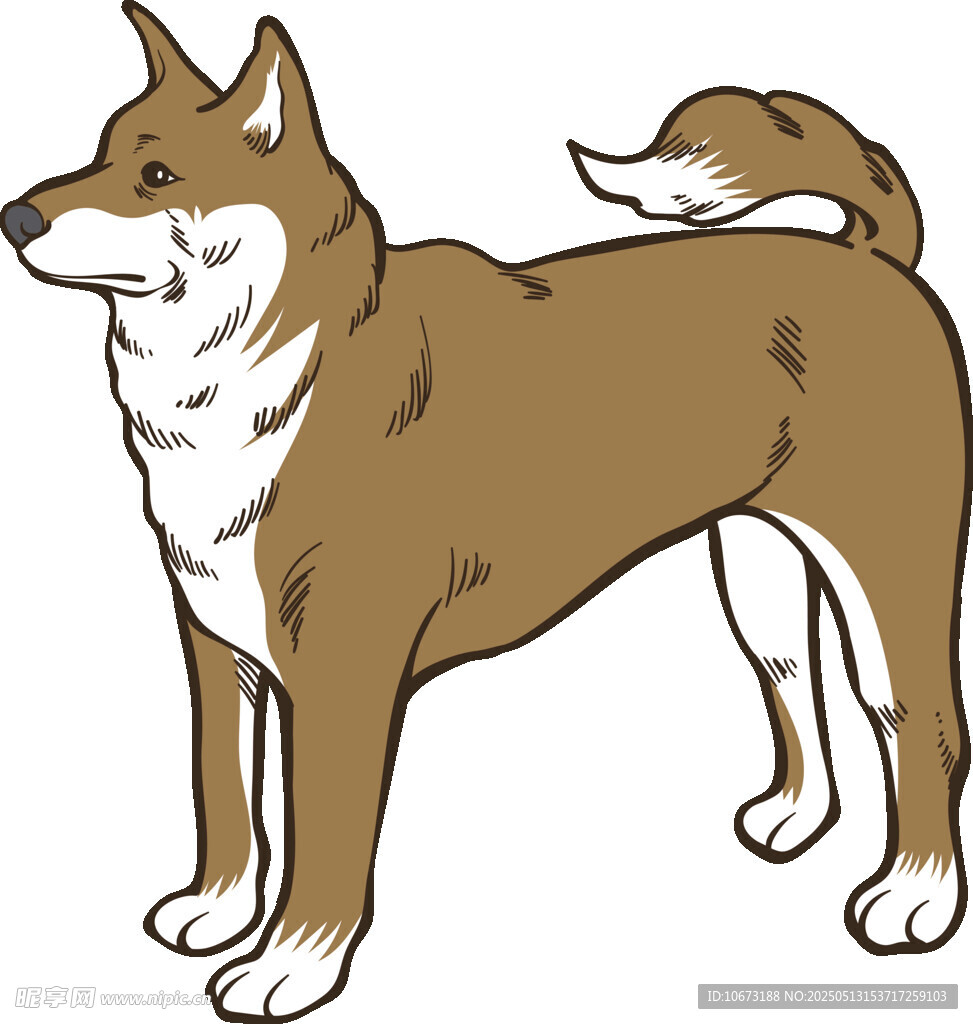 站立的棕白相間柴犬插畫