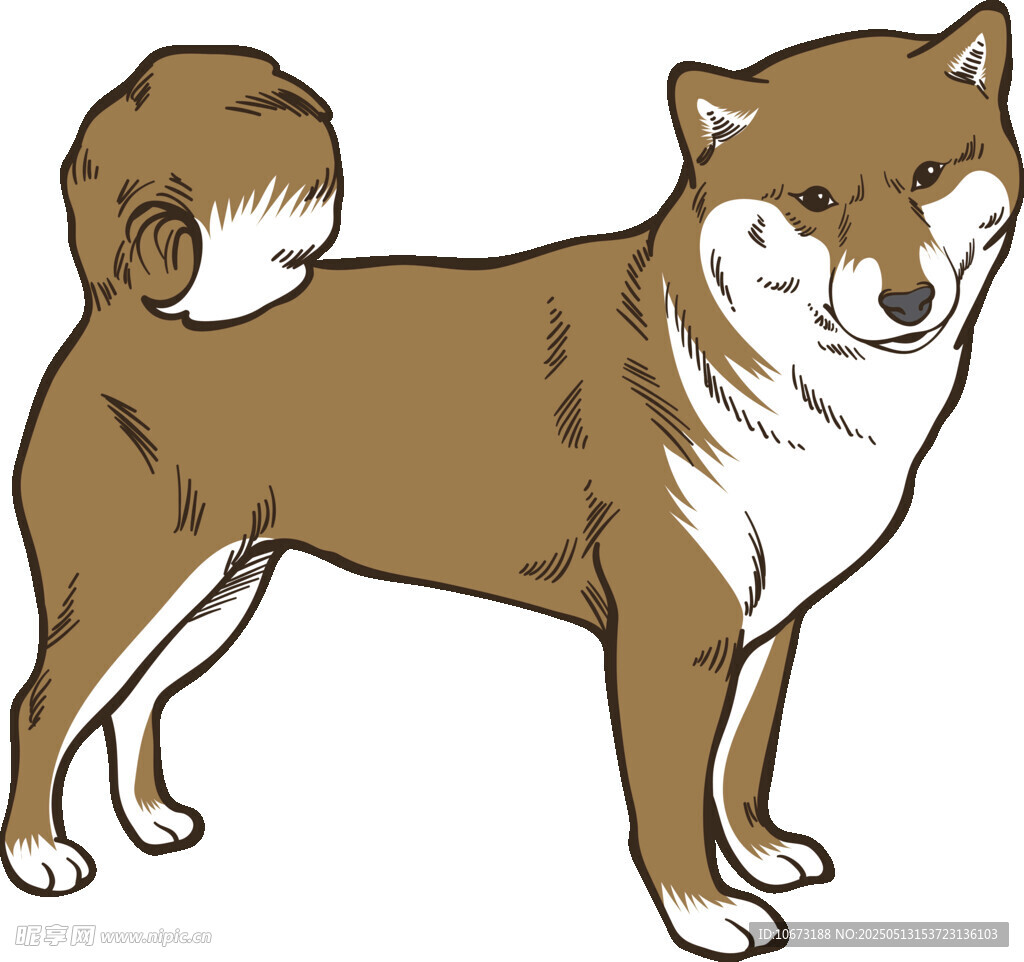 站立的柴犬插畫(huà)形象