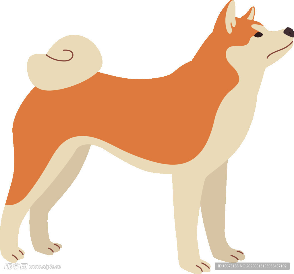 站立的柴犬插畫形象