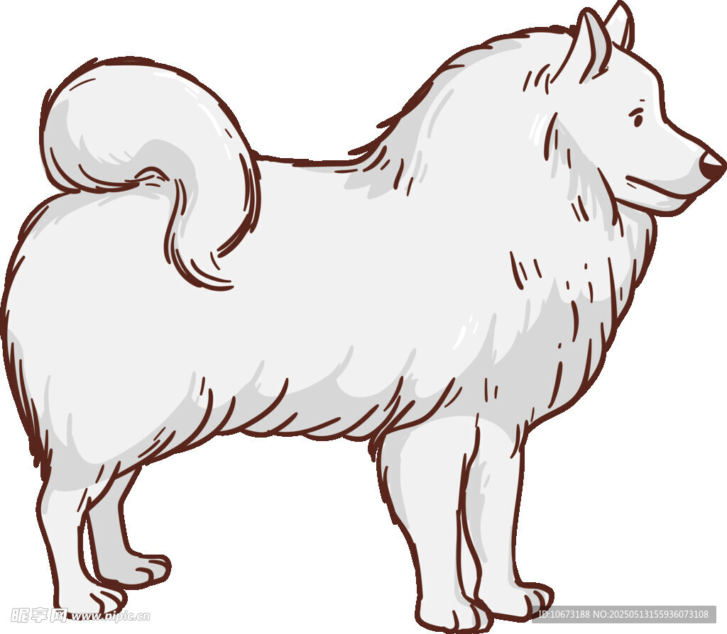 站立的薩摩耶犬插畫(huà)