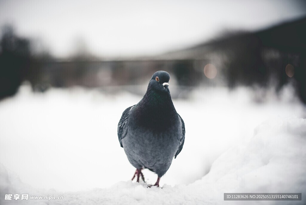 雪地中的獨(dú)行鴿子