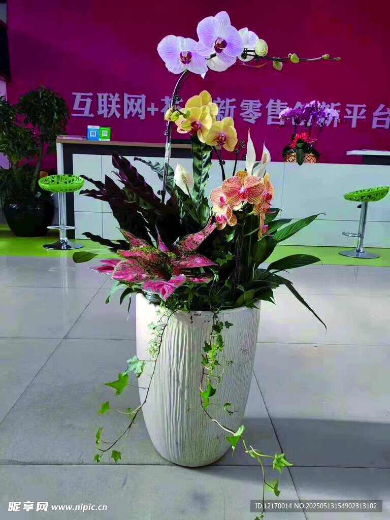 蝴蝶蘭盆栽