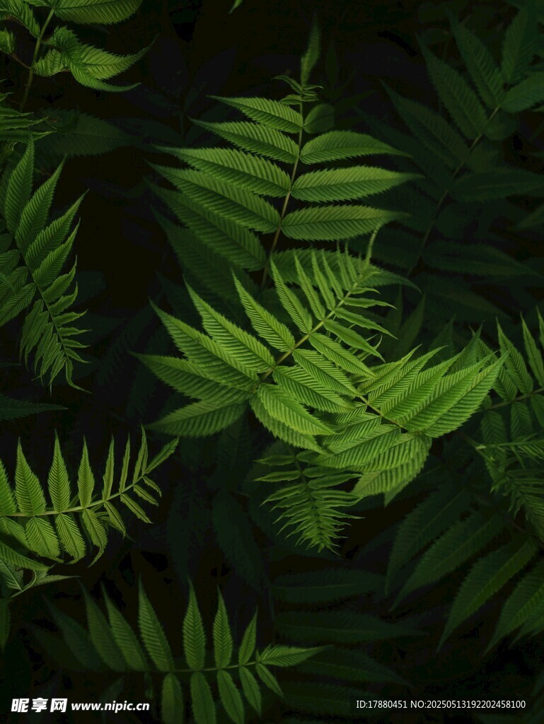 蕨類葉片