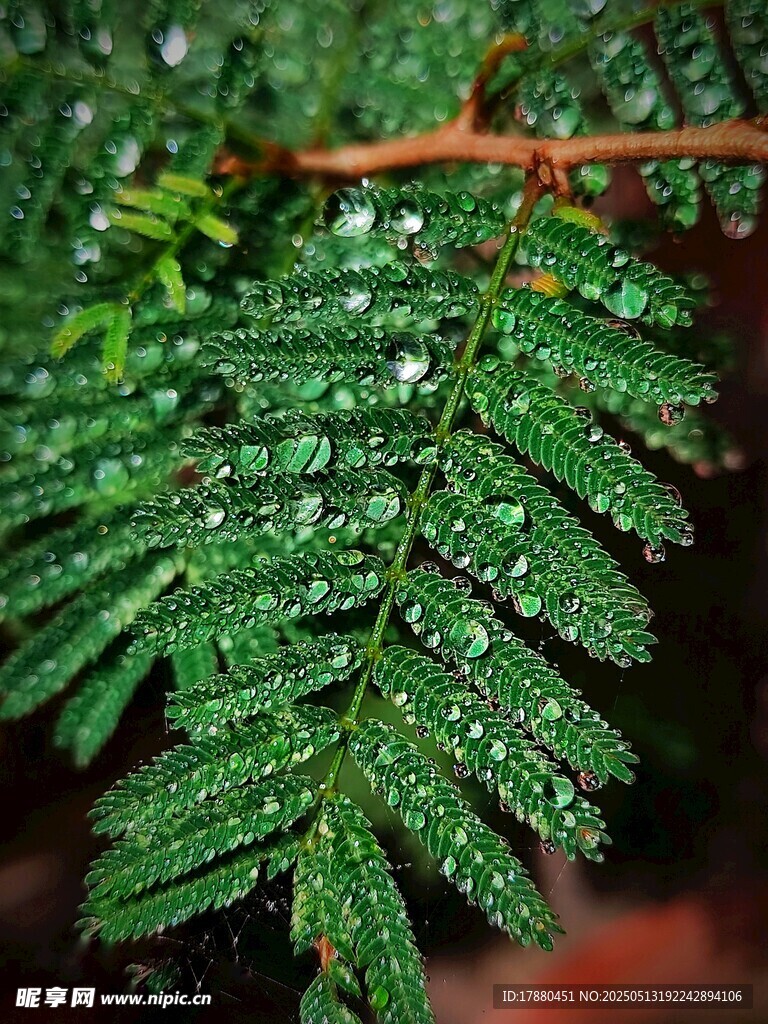 蕨類葉片