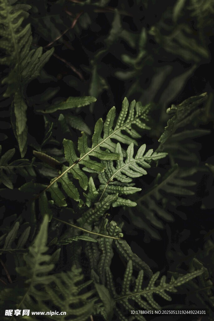 蕨類葉片