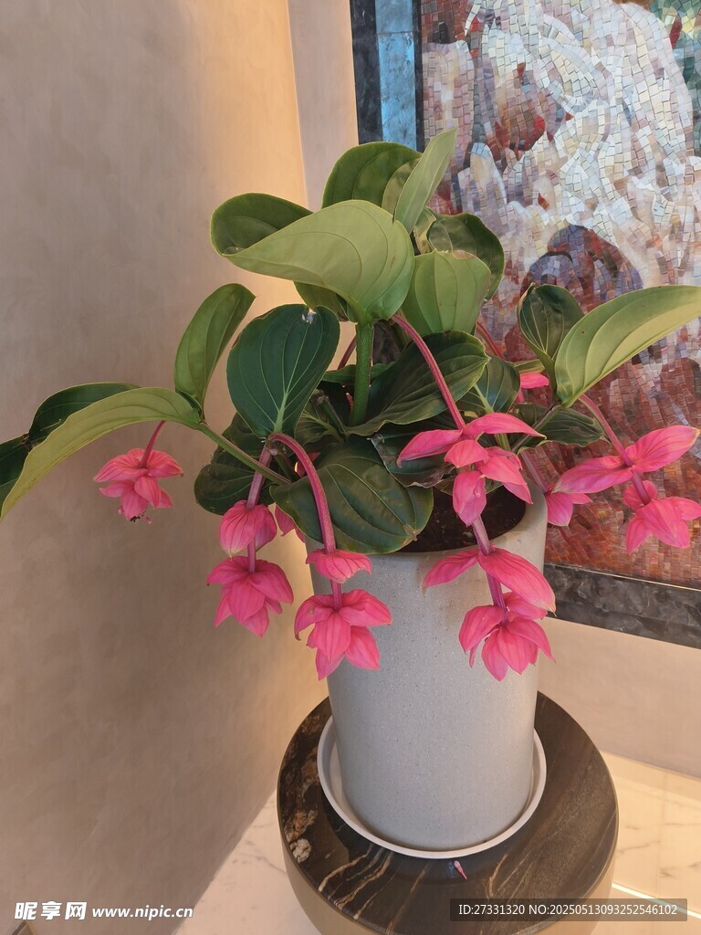 粉色海棠花盆栽