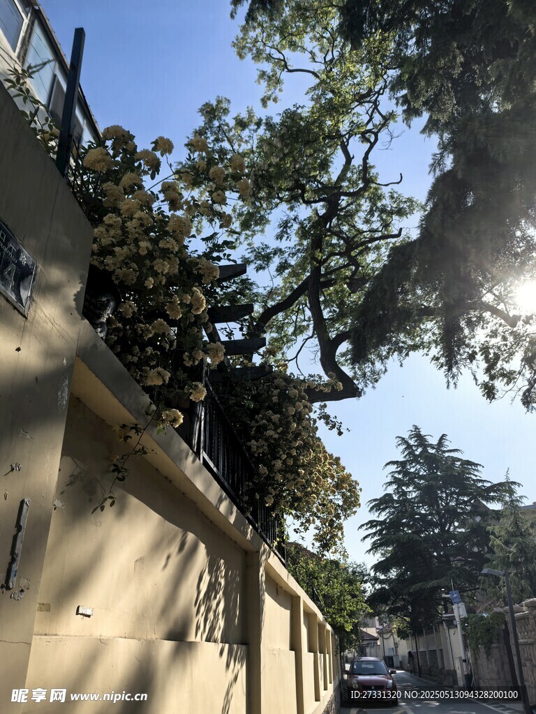 墻邊繁茂大樹綠意盎然