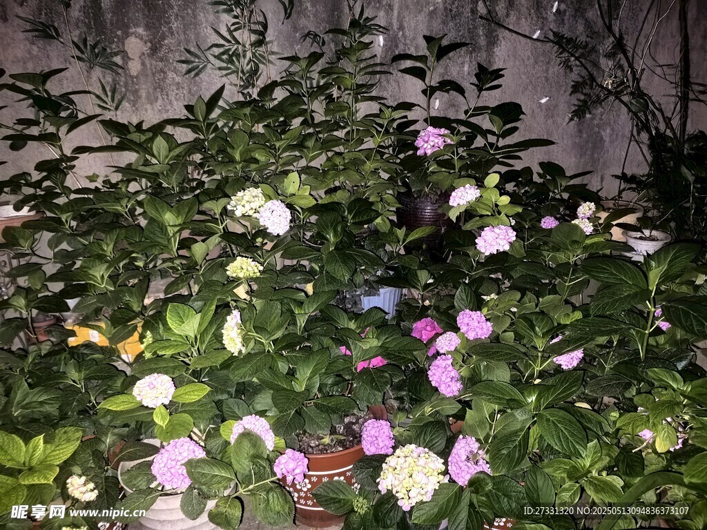多彩花卉綻放于綠植間