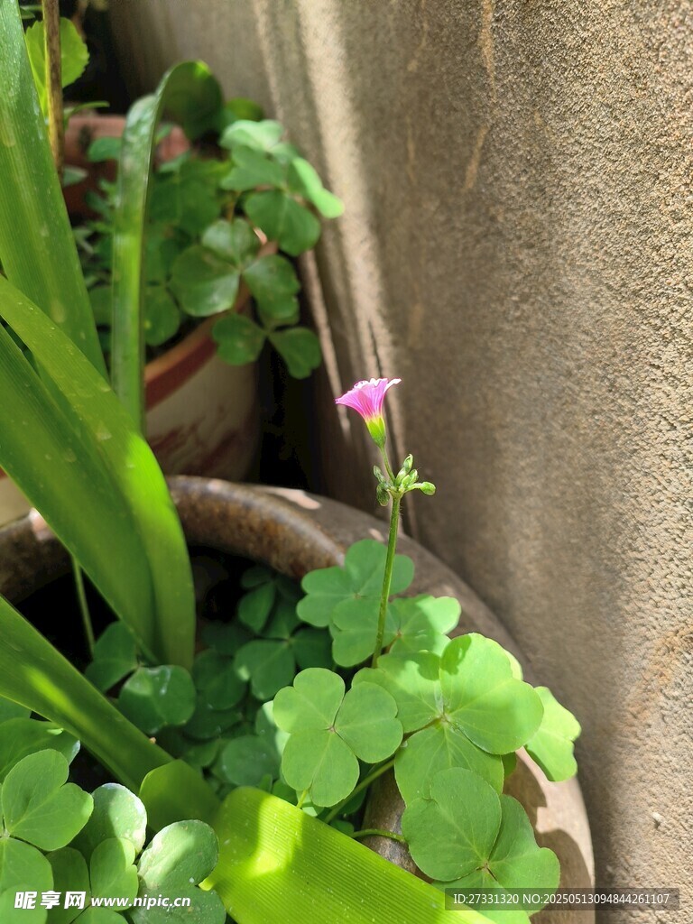 墻邊盆栽里的清新小花