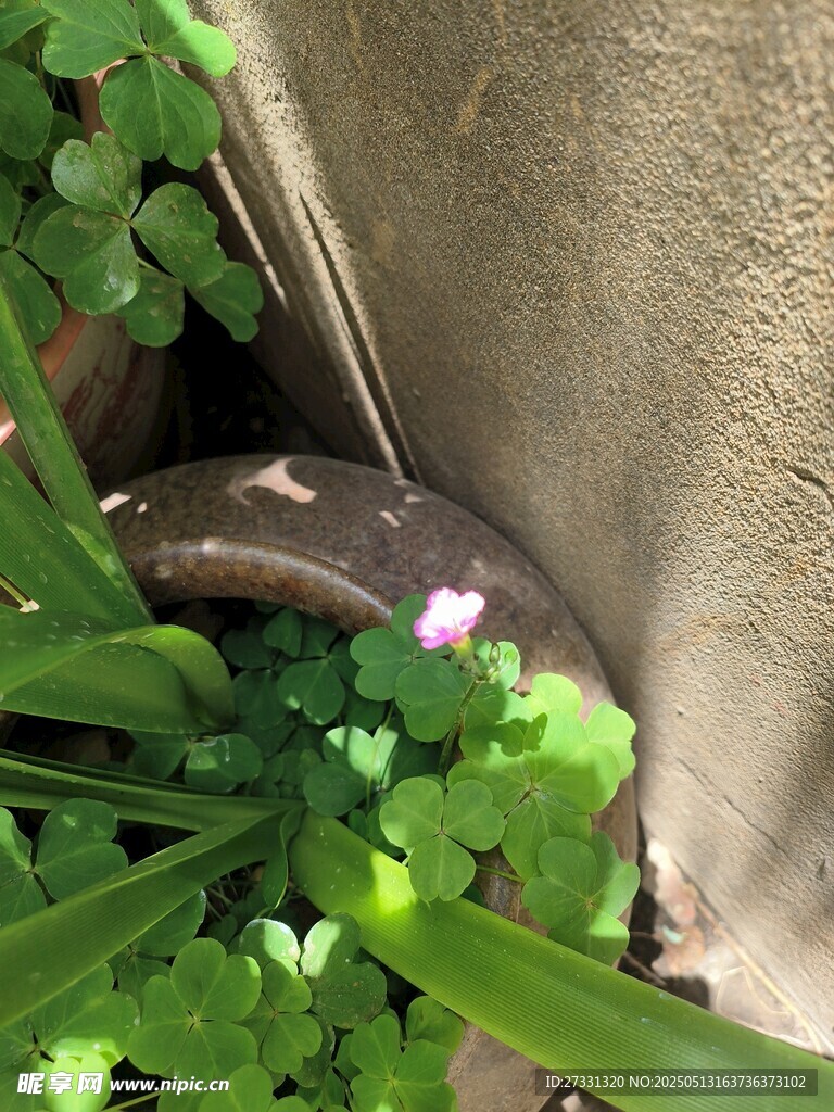 墻角綠植與綻放小花