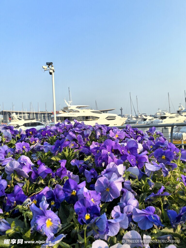 紫色花海裝點美麗碼頭