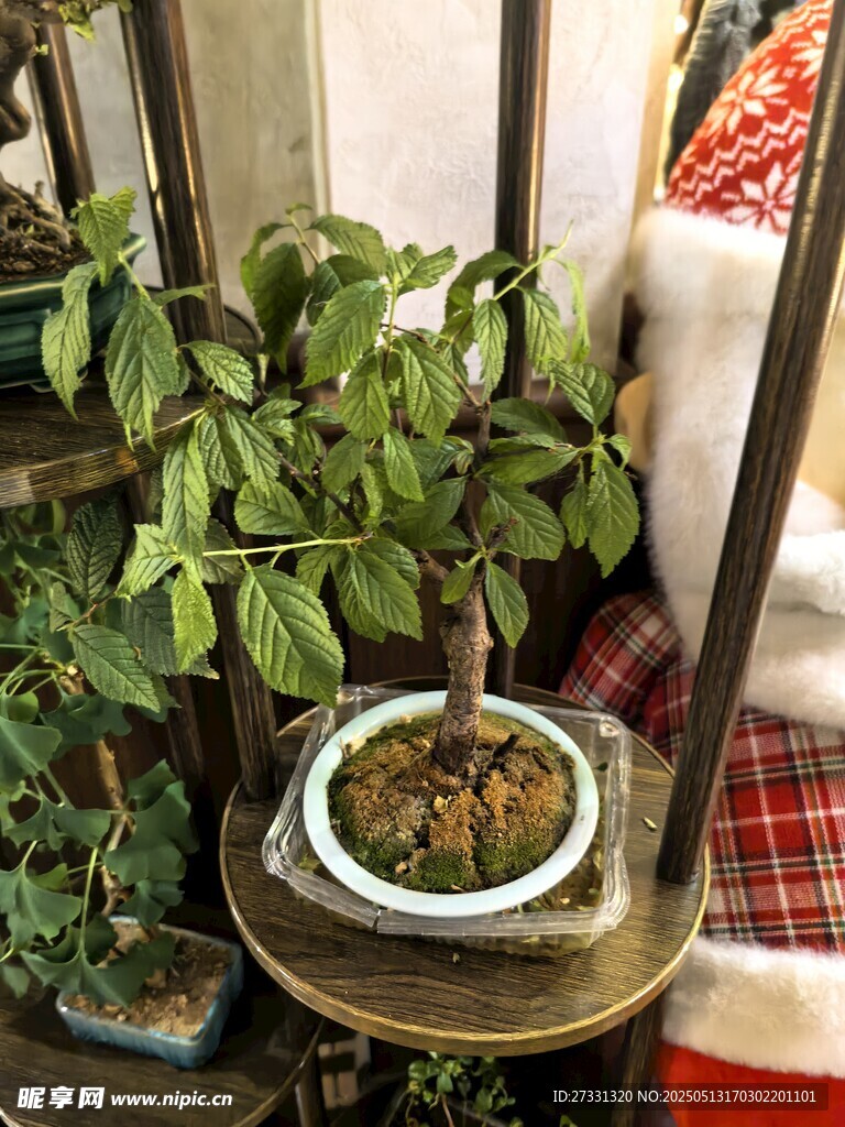 精致盆栽展示