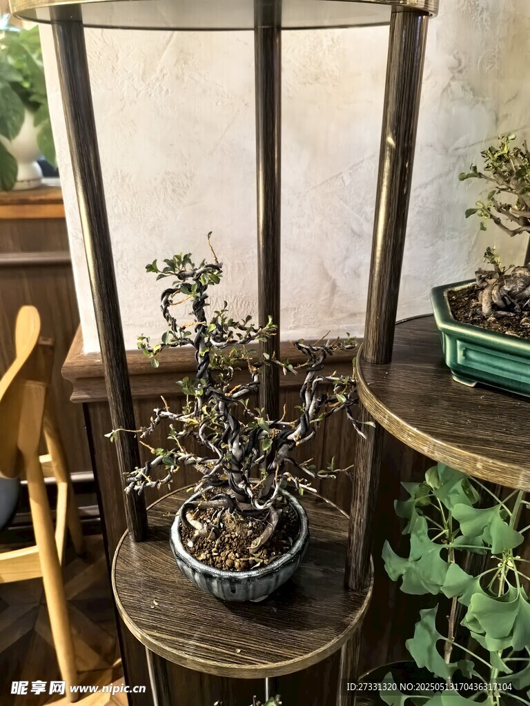 古樸雅致的室內(nèi)盆景陳設(shè)