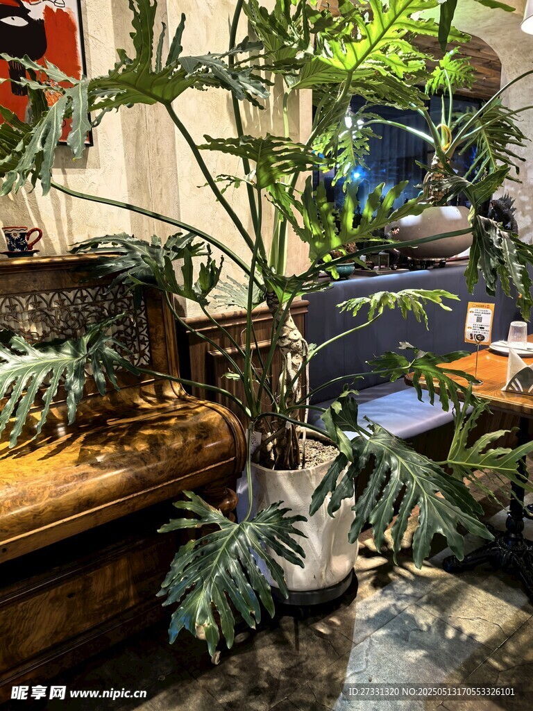 室內綠植裝點溫馨空間
