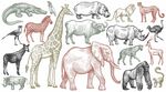 多樣野生動物插畫集合