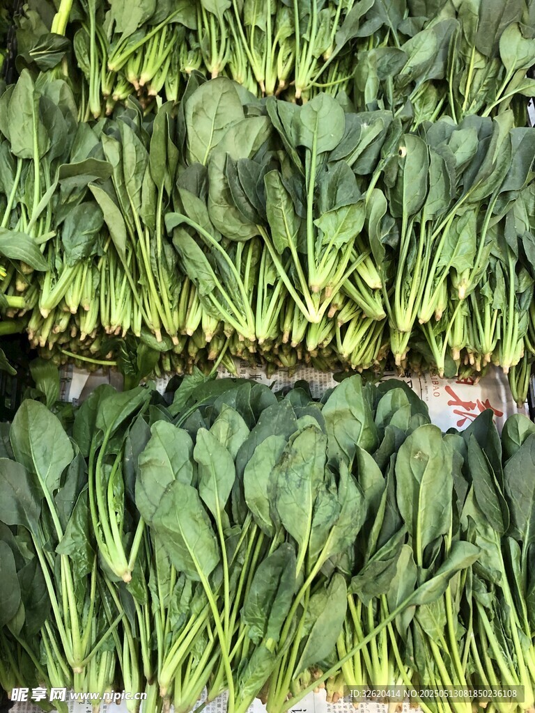 菠菜苗