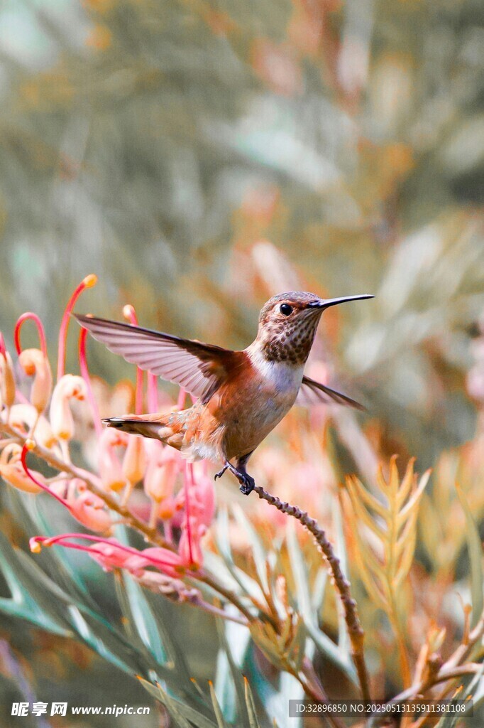 蜂鳥花間飛舞