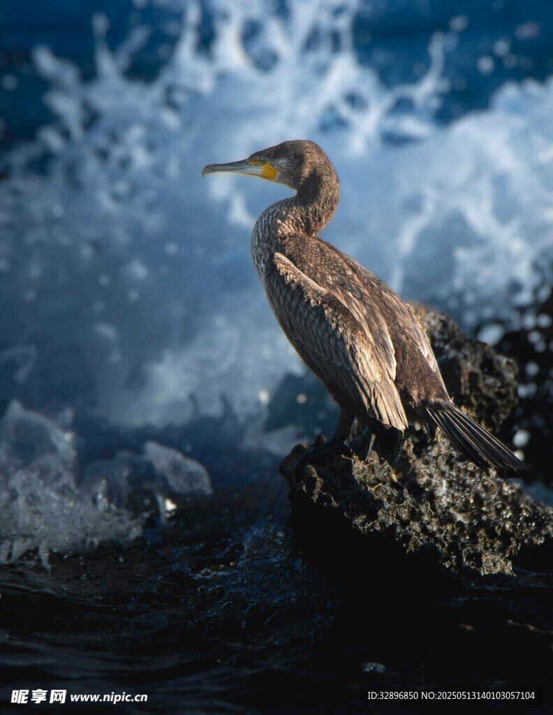 礁石上的鷺鳥與澎湃海浪