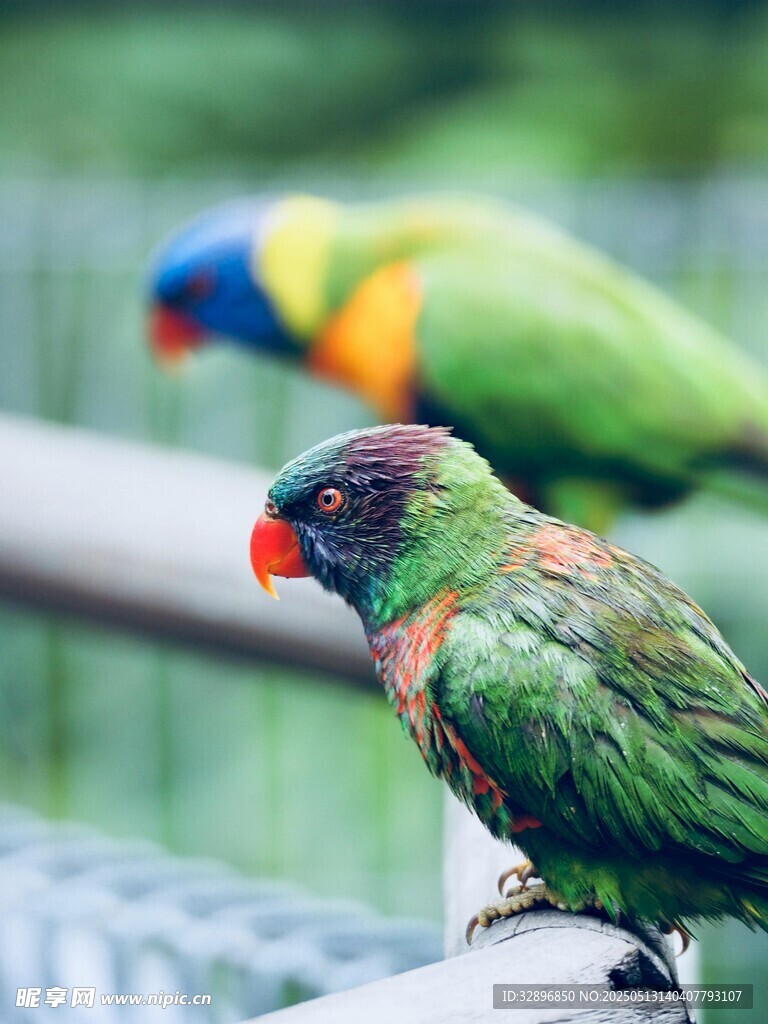 多彩鸚鵡立于欄桿