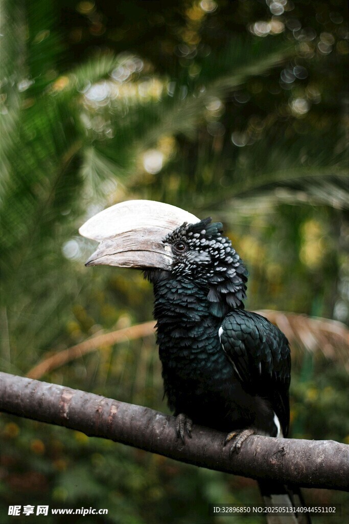 黑犀鳥棲息枝頭