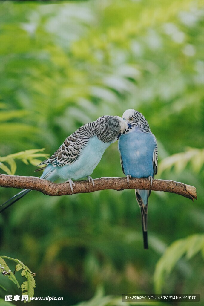 枝頭雙鳥親昵依偎