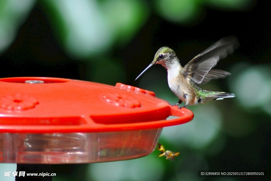蜂鳥立于紅色喂食器