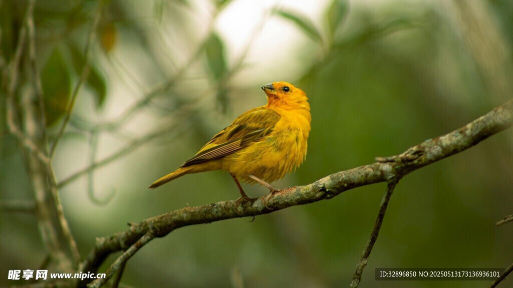 枝頭黃鳥