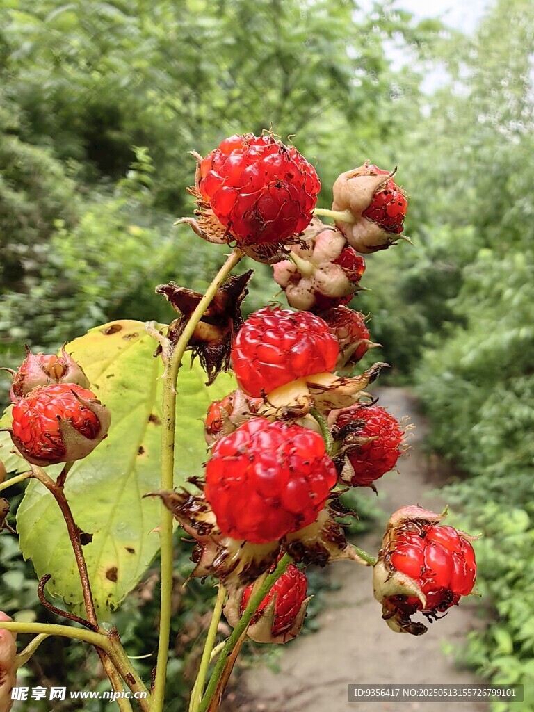 野外成熟的紅色樹莓果實