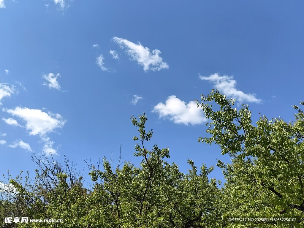 藍天綠樹間的清新景致